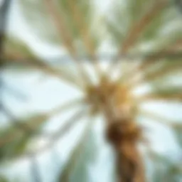Understanding the Anatomy and Functionality of Palm Tree Branches Introduction