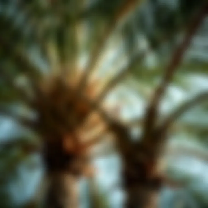 Notable Understanding the Anatomy and Functionality of Palm Tree Branches