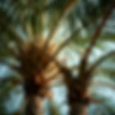 Notable Understanding the Anatomy and Functionality of Palm Tree Branches Notable Understanding the Anatomy and Functionality of Palm Tree Branches