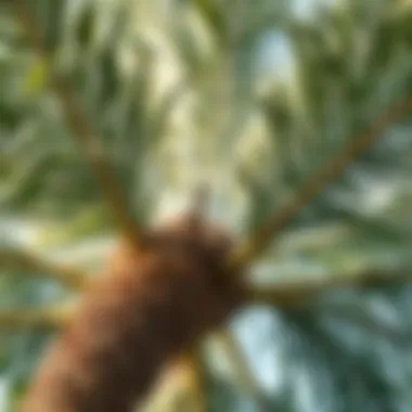 Understanding the Anatomy and Functionality of Palm Tree Branches Summary Understanding the Anatomy and Functionality of Palm Tree Branches Summary
