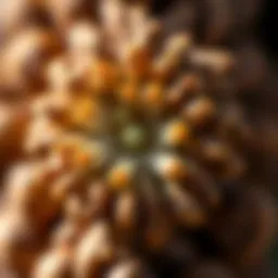 Close-up of a bristlecone pine seed showcasing its unique features