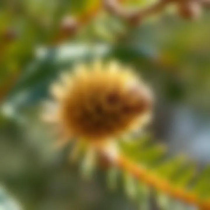 Life Cycle of the Bristlecone Pine Illustration of the life cycle of a bristlecone pine, from seed to maturity