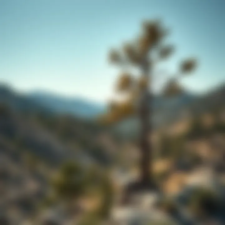 Bristlecone Pines in Rugged Landscapes Bristlecone pine trees in their natural habitat, illustrating their resilience