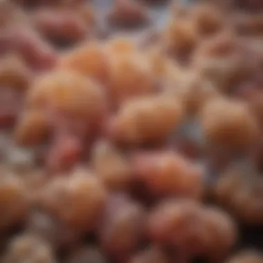 Microscopic View of Pasteurella Bacteria Microscopic view of Pasteurella bacteria