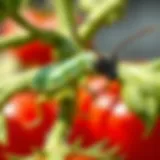 Understanding the Tomato Cutter Worm: Identification, Impact, and Control Strategies Introduction