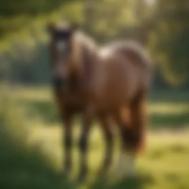 Serenity in Nature: The Calm Horse A serene horse grazing peacefully in a lush pasture.