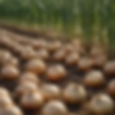 Close-up of Vidalia onion sets ready for planting