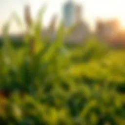 Understanding Zoysia Turf Pricing: A Comprehensive Analysis Introduction