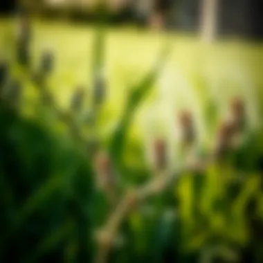 Selecting Eco-Friendly Herbicides Eco-friendly weed control products