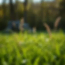 Fescue lawn with various weed species