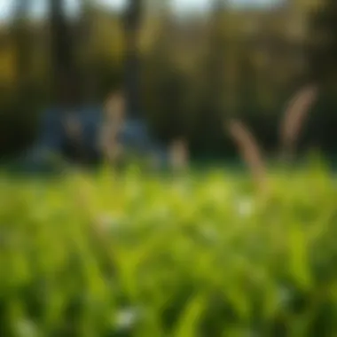 Identifying Weeds in Fescue Lawns Fescue lawn with various weed species