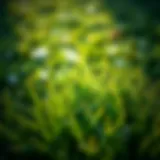 A lush green lawn emerging in winter