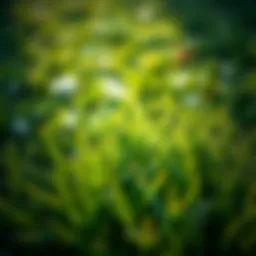 A lush green lawn emerging in winter