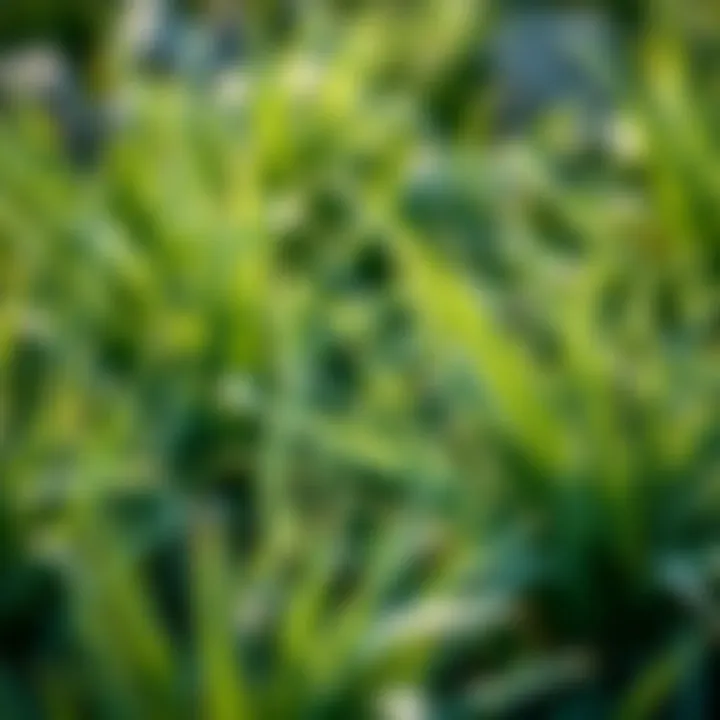 Grass Varieties for Cold Climates Different types of grass suitable for cold climates