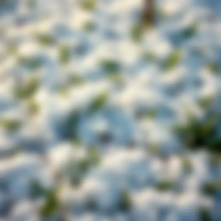 Seed Placement on Snow-Covered Lawn Snow-covered lawn with visible seed placement