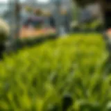 Lush green lawn grass at a local nursery
